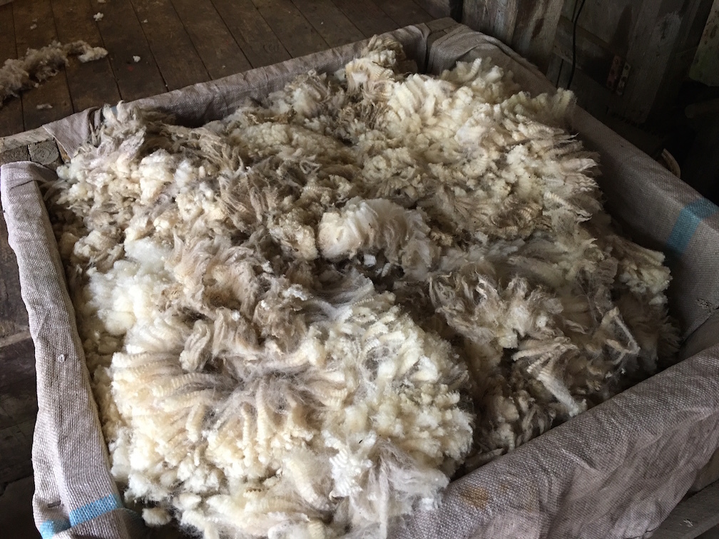 羊の毛刈りがありました／ Shearing Lambs_e0310424_20434614.jpg