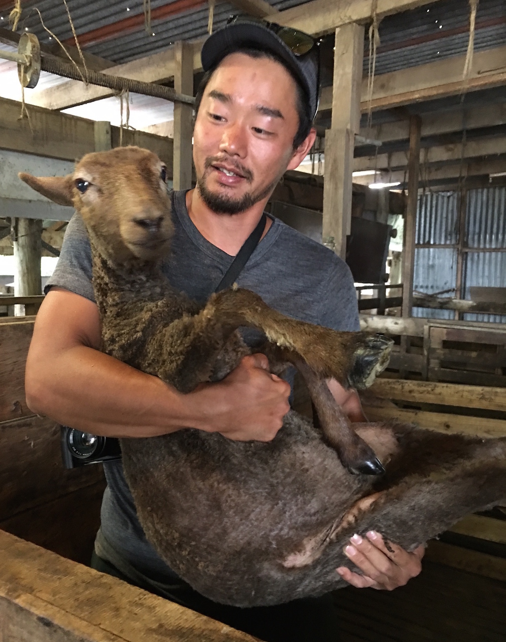 羊の毛刈りがありました／ Shearing Lambs_e0310424_20440808.jpg