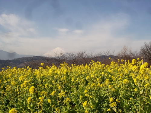 菜の花と富士山..(吾妻山)_b0137932_14142098.jpg