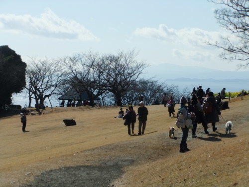 菜の花と富士山..(吾妻山)_b0137932_14194687.jpg
