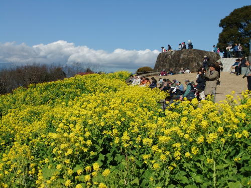 菜の花と富士山..(吾妻山)_b0137932_14204382.jpg