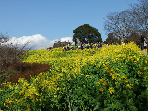 菜の花と富士山..(吾妻山)_b0137932_14213552.jpg
