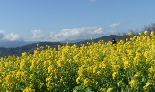 菜の花と富士山..(吾妻山)_b0137932_14294999.jpg