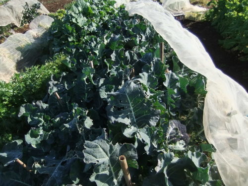 野菜畑に..初出動_b0137932_16533512.jpg