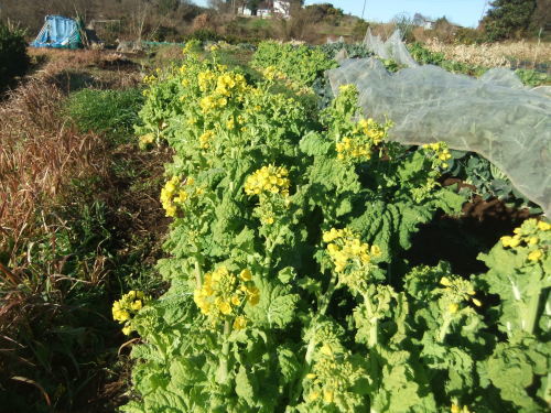 野菜畑に..初出動_b0137932_16550813.jpg
