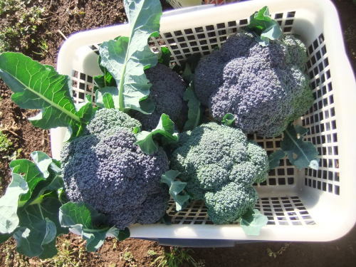 野菜畑に..初出動_b0137932_16565640.jpg
