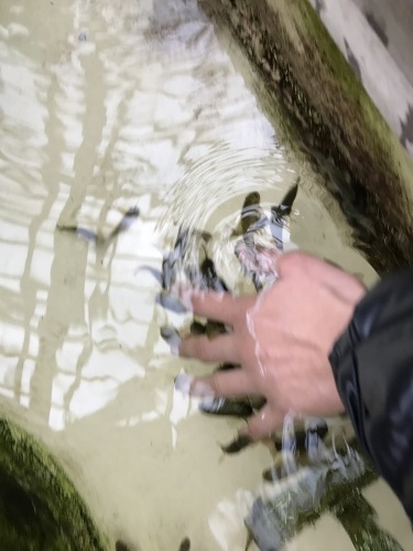 鳥羽水族館がとてつもなくタノシイという話②_f0335539_11520471.jpg