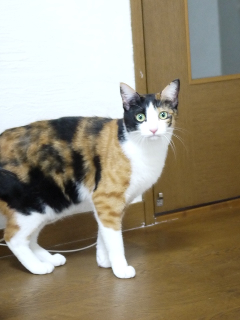 猫のお留守番 みーたんちゃん編。_a0143140_2050015.jpg