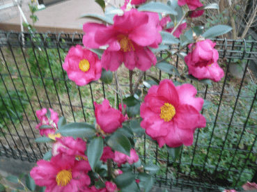 c0365341_21293997.gif