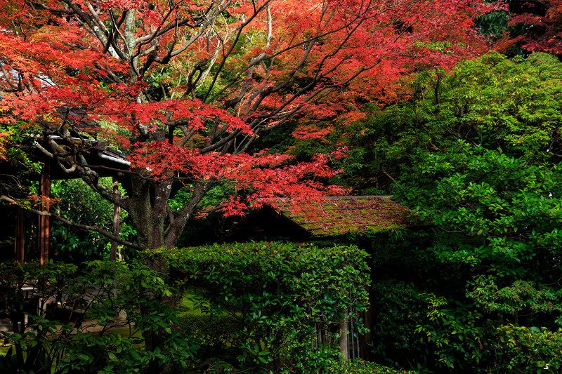 京都の紅葉2016 静かなお庭の紅葉(桂春院) : 花景色-K.W.C. 京都の紅葉2016 静かなお庭の紅葉(桂春院) : 花景色-K.W.C.