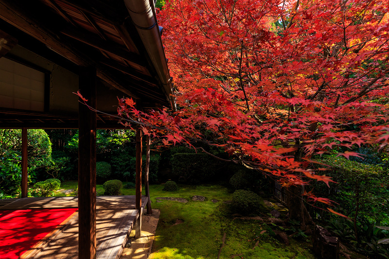 京都の紅葉2016 静かなお庭の紅葉(桂春院) : 花景色-K.W.C. 京都の紅葉2016 静かなお庭の紅葉(桂春院) : 花景色-K.W.C.