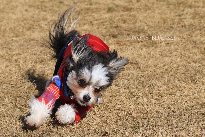 ランはじめ♪　（動物・ペット部門）_c0145250_09023318.jpg