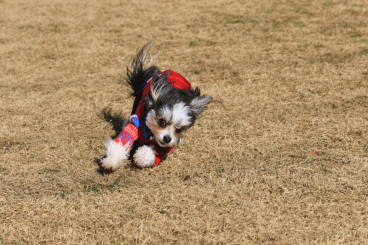c0145250_09023792.gif