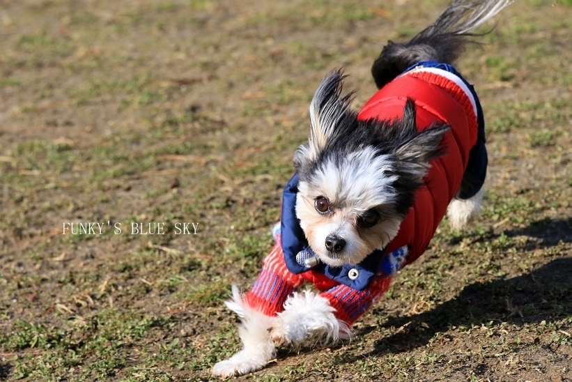 ランはじめ♪　（動物・ペット部門）_c0145250_09024094.jpg