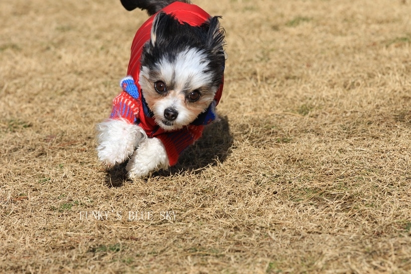 ランはじめ♪　（動物・ペット部門）_c0145250_09024858.jpg