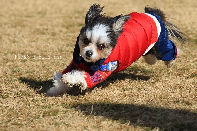 ランはじめ♪　（動物・ペット部門）_c0145250_09030136.jpg