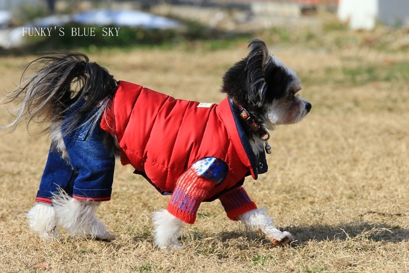 ランはじめ♪　（動物・ペット部門）_c0145250_09030564.jpg