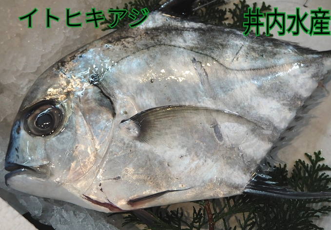 a0248253_11312235.jpg