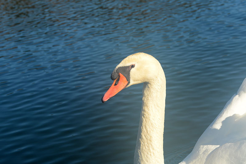 山中湖のコブハクチョウ_b0031558_19443430.jpg