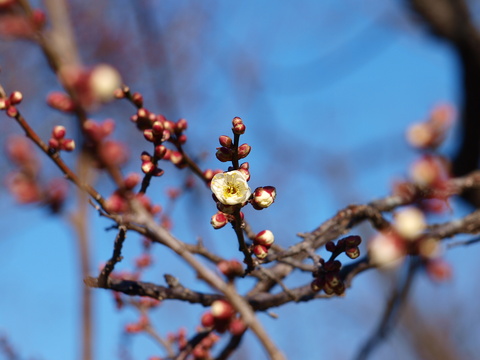 偕楽園の梅の花も開花し始めました。。。_e0268680_18481723.jpg