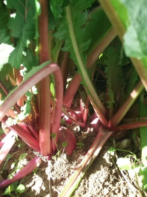 あったか野菜汁_f0334882_10305909.jpg
