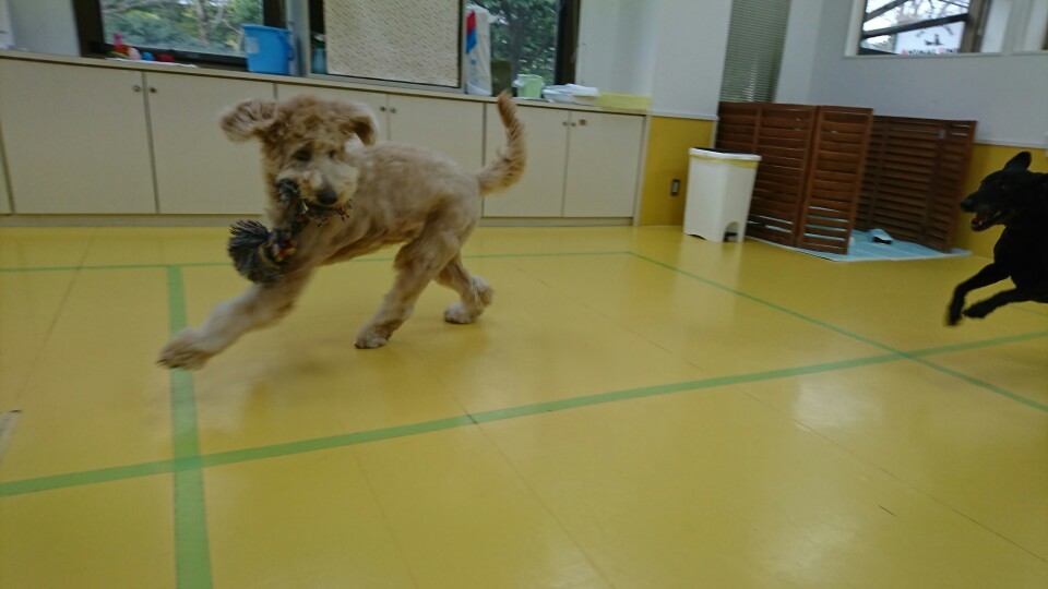 ダッシュ‼_f0357682_11445684.jpg