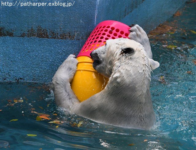 ２０１６年１２月　天王寺動物園　その３　オヤツタイムに活魚もらったShilka_a0052986_731552.jpg