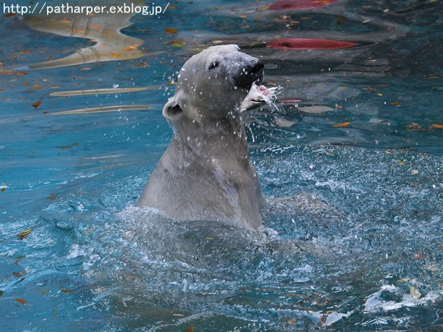 ２０１６年１２月　天王寺動物園　その３　オヤツタイムに活魚もらったShilka_a0052986_7414141.jpg