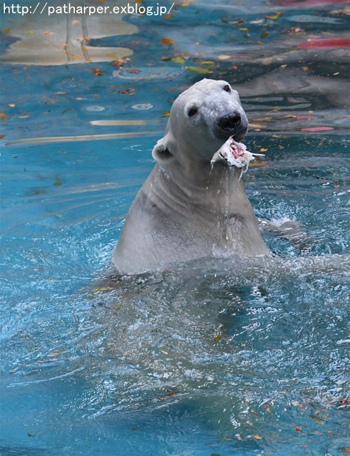 ２０１６年１２月　天王寺動物園　その３　オヤツタイムに活魚もらったShilka_a0052986_7415530.jpg