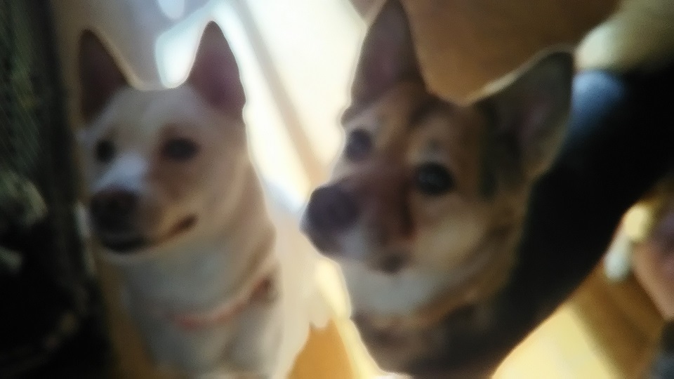 今年こそは嫁に行っておくれー(陽葉&なつ)_f0242002_00264067.jpg