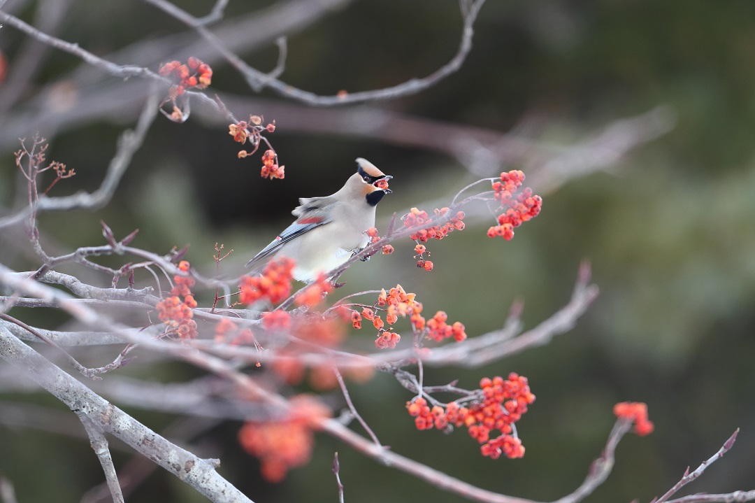 雪が・・・・・・・_c0295707_1710454.jpg