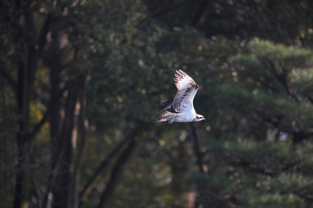 縮景園ミサゴ？の飛び込み(2017/01/10)_c0346710_05325447.jpg