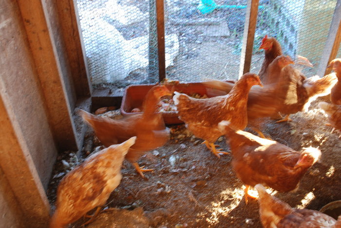 小学校の給食が始まり 鶏のエサは一息つけました 甲府の野菜畑