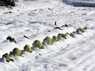 e0234924_10544027.jpg