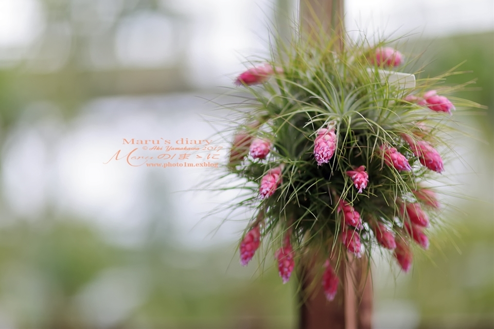 まゝに/ストリクタ ウィオシケア Tillandsia Stricta_d0342426_15010068.jpg