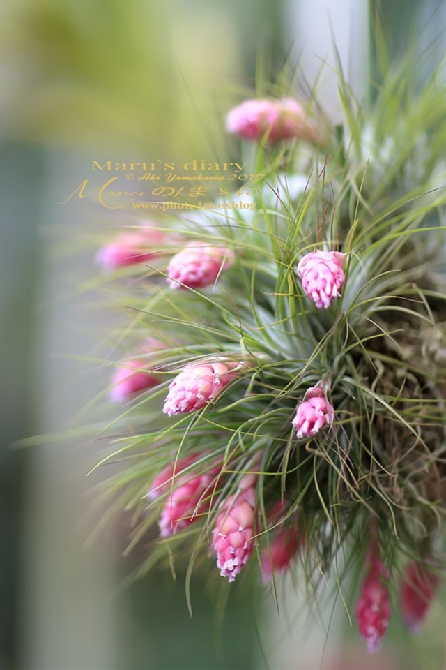 まゝに/ストリクタ ウィオシケア Tillandsia Stricta_d0342426_15011426.jpg