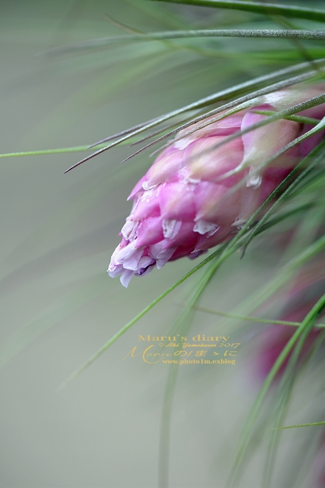 まゝに/ストリクタ ウィオシケア Tillandsia Stricta_d0342426_15011727.jpg