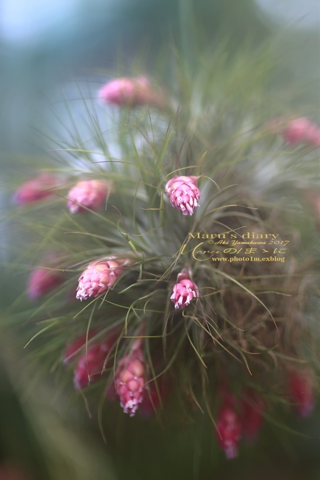 まゝに/ストリクタ ウィオシケア Tillandsia Stricta_d0342426_15012440.jpg
