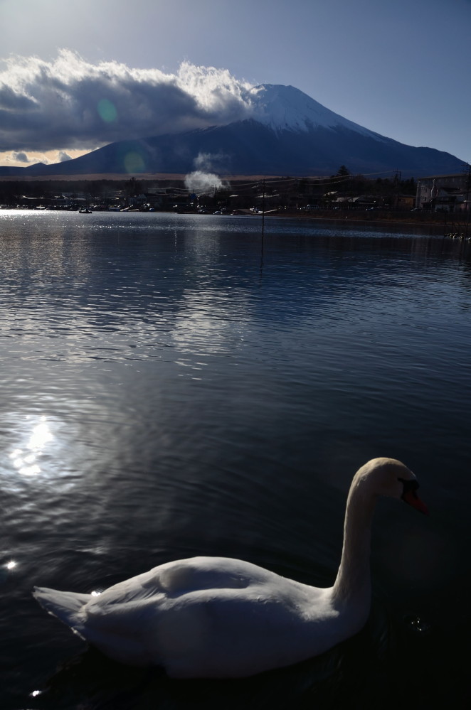 富士山のおひざ元の湖にハクチョウどもが戯れる_a0287533_21582702.jpg