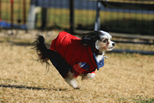 c0145250_08551040.gif