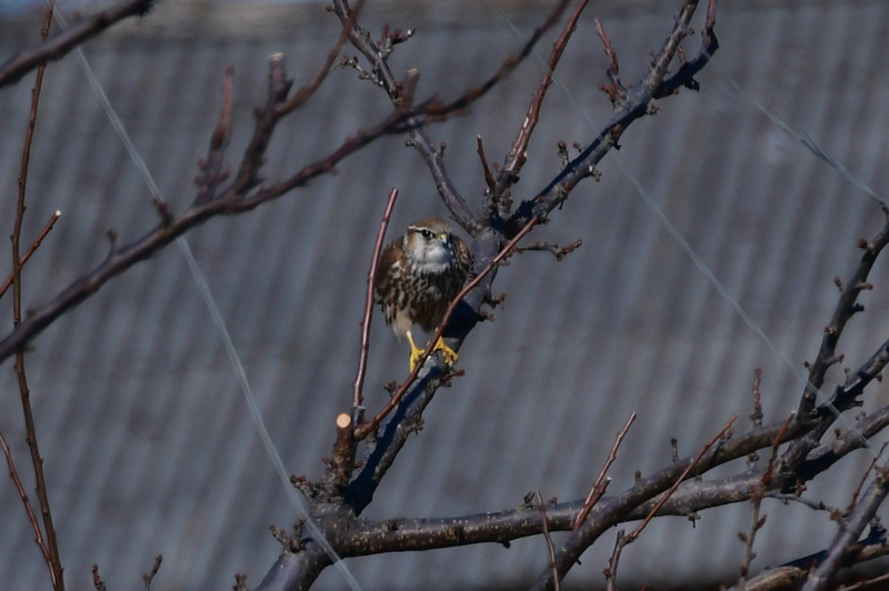 コチョウゲンボウがハヤブサへ変身_f0053272_23190611.jpg