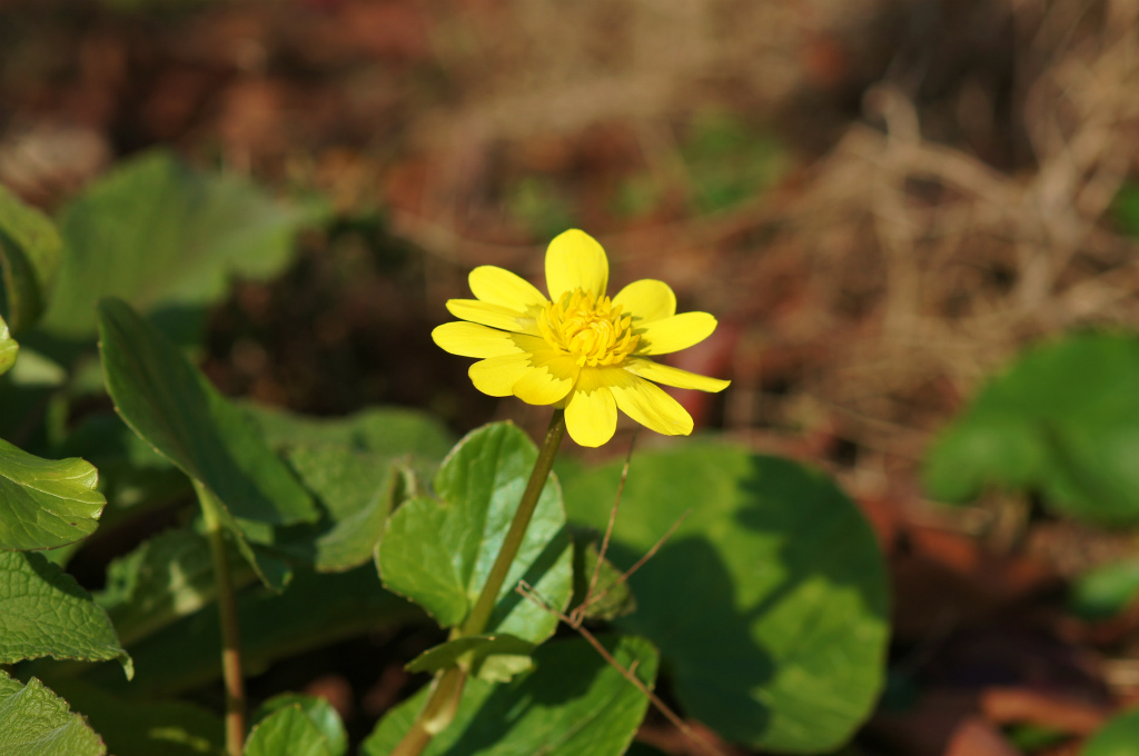 ヒメリュウキンカ開花_e0181373_20544844.jpg