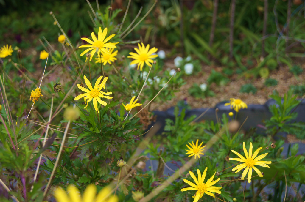 ヒメリュウキンカ開花_e0181373_218329.jpg