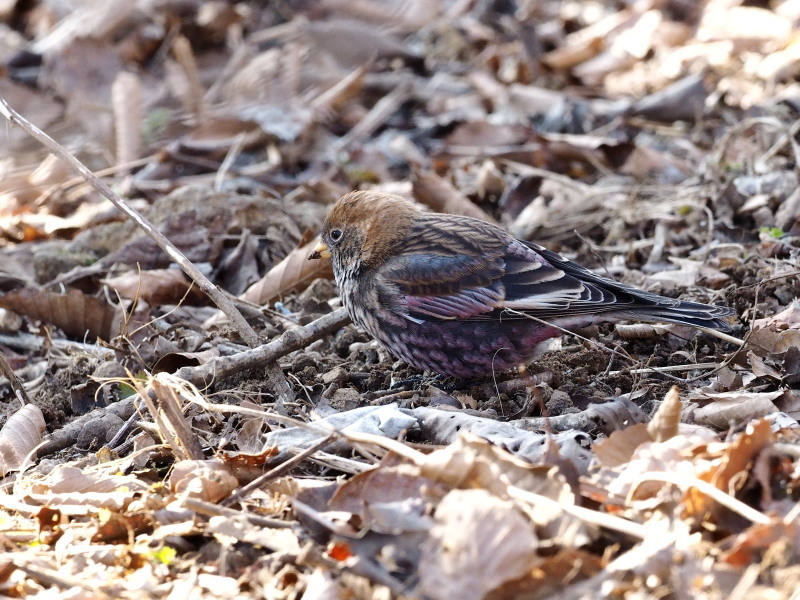 筑波山のハギマシコ コーヒー党の野鳥と自然 パート2 筑波山のハギマシコ コーヒー党の野鳥と自然 パート2