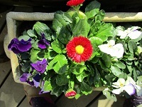 古希なんぞ・・・まだまだ老楽、これからよ!!_a0053480_03422371.jpg