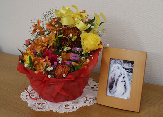 シャンディの誕生日&ラスコー展_c0090198_18482897.jpg