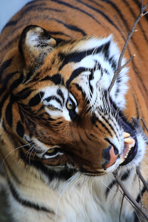 今回の「さわ」さん_b0016600_734840.jpg