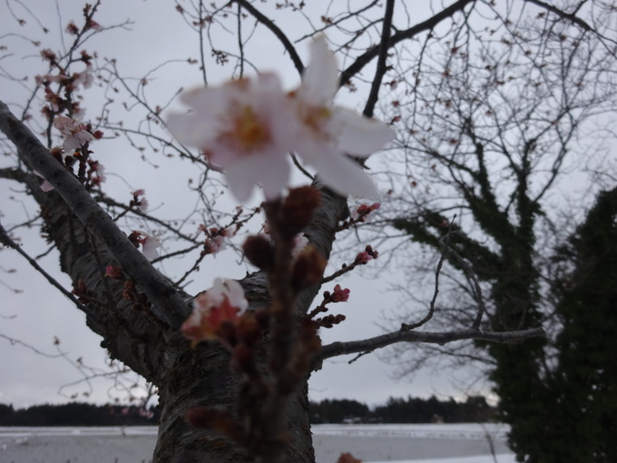 今日の風物詩　雪のある中こんなに咲いた桜_f0211504_21293165.jpg