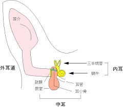 くるみの外耳炎が治らず専門病院に・・・。_b0031710_17393509.jpg