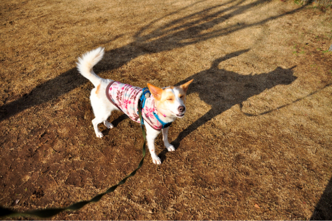 ランラン_f0329311_22110906.jpg